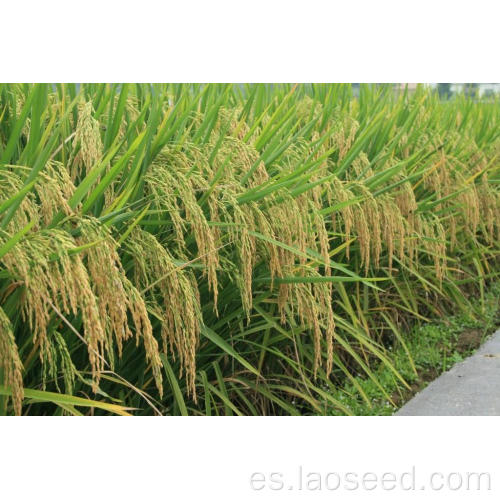 Semillas de arroz con arroz con arrozales de alta calidad